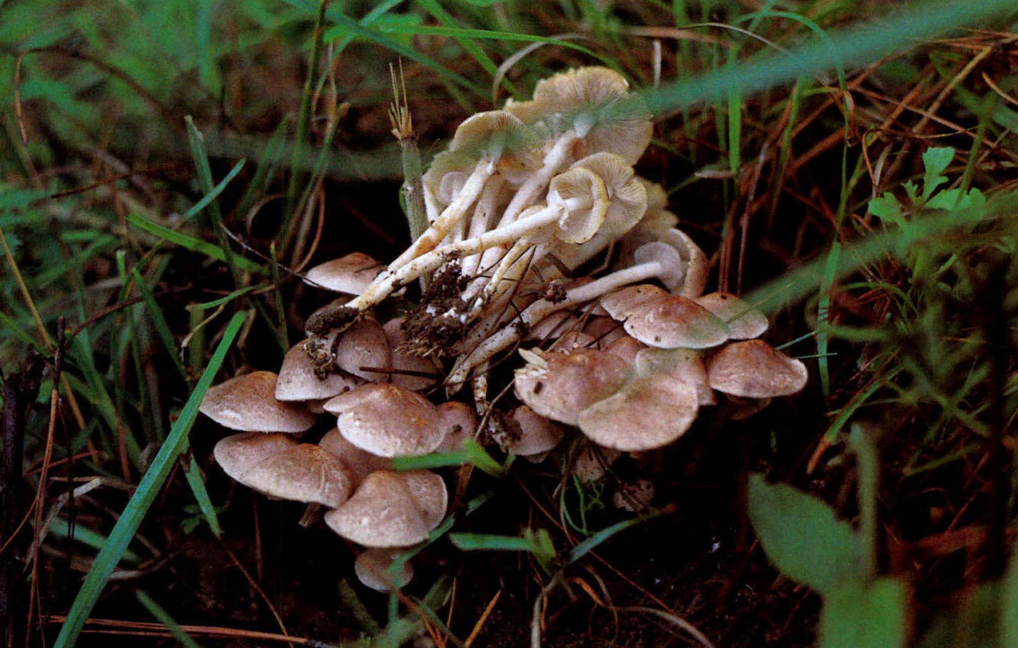 Agaricus praeclaresquamosus Freeman